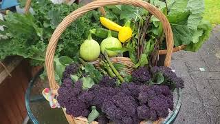 Harvest purple broccoli round zucchini curly kale and plant asparagusPlanting tomatoes [upl. by Liebermann]