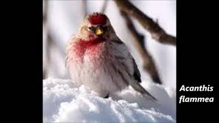 Versi e canto dellOrganetto  Common Redpoll calls and song  Acanthis flammea nature animals [upl. by Yeleak]