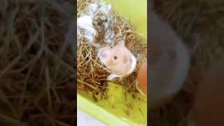 Mon hamster a fini de hiberner [upl. by Marys794]