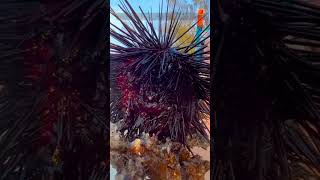 Sea Urchins Guardians of the Oceans Ecosystem [upl. by Nywloc361]