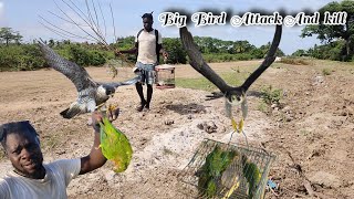 The Fastest Bird In The World Attack And Kill My Bird Beze Hunting [upl. by Sonaj]