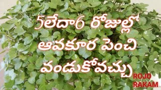 5లేదా6 రోజుల్లో ఆవకూరను పెంచి వండుకోవటం ఎలాHow to grow mustard leaf microgreens at home [upl. by Alethea935]