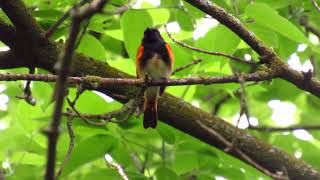 American RedStart Song a Beautiful Warbler at Humber Arboretum [upl. by Nylsaj566]