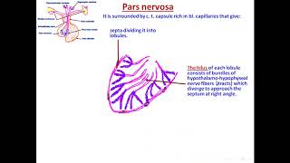 endocrine part 1 [upl. by Tearle]