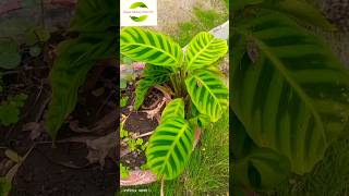 Calathea Zebrina Plant youtubeshorts shorts [upl. by Anitnas]