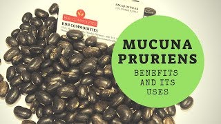 MUCUNA PRURIENS  VELVET BEANS  BENEFITS AND USES [upl. by Yllaw]