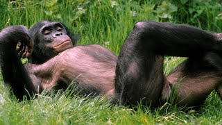 Le mystère du matriarcat Bonobo enfin résolu [upl. by Calle]