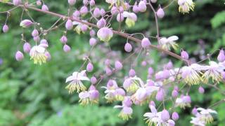 Flower Gardening Tips  How to Grow Meadow Rue Thalictrum [upl. by Idna]