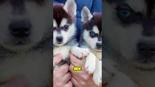 Meet the quotPocket Huskyquot  Alaskan Klee Kai [upl. by Hrutkay432]