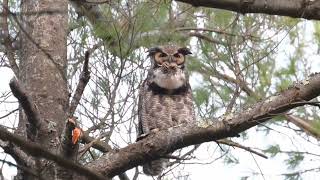 Greathorned Owl Hooting away in Broad Daylight [upl. by Adanar]