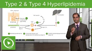 Hyperlipidemia Type 2 amp Type 4 – Cardiovascular Pathology  Lecturio [upl. by Philemol5]