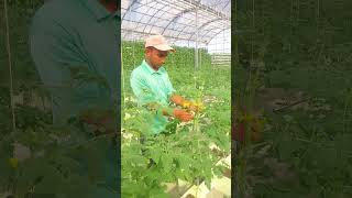 Cherry tomato Plants cherrytomato cherrytomatoes tomatogrowing [upl. by Itsuj]