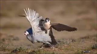 FALCON HUNTING COMPILATION [upl. by Jensen13]