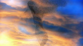 Flocking Starlings Beautiful Phenomenon of Murmuration [upl. by Ebanreb]