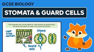 Stomata amp Guard Cells  GCSE Biology [upl. by Eldoria]