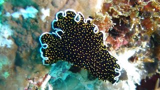 Facts The GoldDotted Flatworm [upl. by Rox]