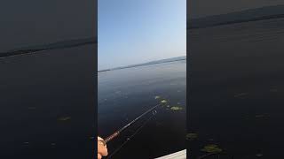 Big Smallmouth Bass attacks my wacky worm setup bassfishing kayakbassfishing fishing smallmouth [upl. by Assirod19]