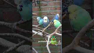 budgiegar parkieten parakeets budgieshorts budgies budgerigars grasparkieten lovebirds [upl. by Lulu]