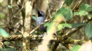 Slender Antbird  Gravatazeiro  Rhopornis ardesiacus [upl. by Lumbard]