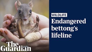 Critically endangered bettongs thrive in South Australia reserve after local extinction [upl. by Yecnay]