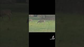 and the deers are back 💖🥰 myviewtoday fawns deers deershorts animals babydeer [upl. by Halian]