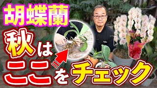 【胡蝶蘭】株が危ない！？今すぐやるべき 秋の株のチェックと植え替え、対策方法を解説します。orchidChecking stocks in autumnseedpot368 sheath [upl. by Caesaria397]