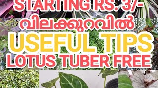 OFFER SALE USEFUL TIPS LOTUS TUBER FREE [upl. by Lutim]