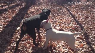 Rottweiler Vs Bull Terrier Part 2 [upl. by Darill665]