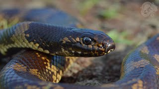 Aberrant Blackbelly Kingsnake  Northern CA  2016 [upl. by Krigsman]