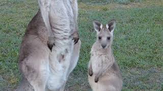 Baby Joeys PouchTime Hydration [upl. by Eelegna328]