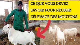 COMMENT RÉUSSIR LÉLEVAGE DES MOUTONS [upl. by Makell]