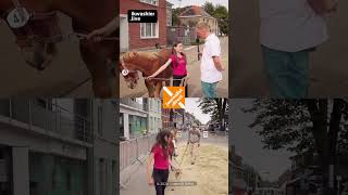 Belgische trekpaarden en Mare Devenyns op Jaarmarkt Landegem shorts paard trekpaard dier [upl. by Petracca]