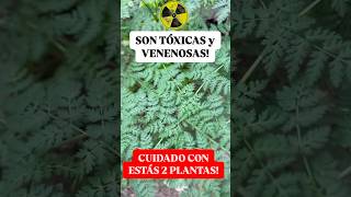 ☢️ CUIDADO Estás 2 Plantas Tóxicas podrían Matarte [upl. by Anselma]