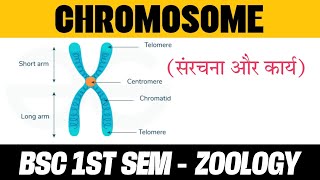 Chromosome Structure and Function Notes in Hindi  BSC 1 SEMESTER  ZOOLOGY [upl. by Anatlus242]