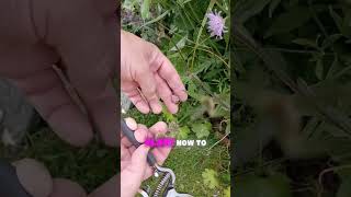 How to Dead Head Scabiosa  Keep Scabiosa Flowering All Summer  Scabious Growing Tips [upl. by Reinaldo]