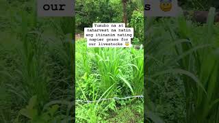 NAPIER GRASS FOR GOATS AND CATTLES cattlefarming minivlog cattleman animals cattelfarm goat [upl. by Zoarah892]