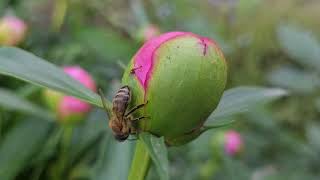 honey bee on unblown peony bud closeup view [upl. by Pressman913]