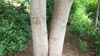 Tulip Tree Liriodendron tulipifera  trunk  July 2018 [upl. by Limak]