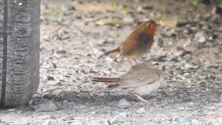 Rufoustailed Scrub Robin Treleaver Cornwall 23821 [upl. by Learsi]