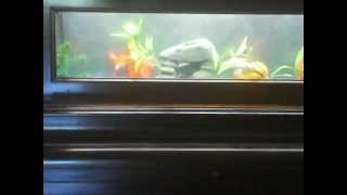 Piano Fish Tank [upl. by Tidwell]