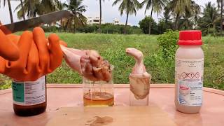 CHICKEN VS SULFURIC ACID VS HCL ACID  DAMAGE TO SKIN BY ACIDS  EXPERIMENTS AND HACKS [upl. by Hooker]