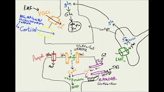 NMDA receptor types amp excitotoxicity Sept 2024 [upl. by Gitel232]