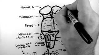 Spinal Pathways 2  Dorsal Column  Medial Lemniscus Pathway [upl. by Kirsten]