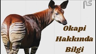 Okapi Hakkında Bilgi [upl. by Neiviv584]