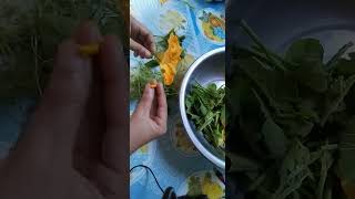 How to  clean squash leaves and flowers for cooking squash pumpkin vines vegies healthy [upl. by Enrahs901]