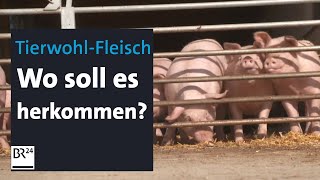 SupermarktFleisch aus Haltungsstufe 3 und 4 Wo soll es herkommen  Abendschau  BR24 [upl. by Xaviera]