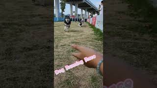 my first time to pet park🌱🌟🐶 cute puppy cat pets animals [upl. by Blithe]