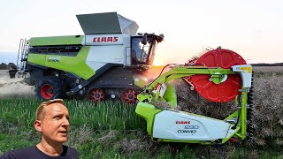 Høsten 2024  Claas Lexion 8900 høster raps hos Christiansminde Multisite  Dansk Høst 2024 [upl. by Ashely]