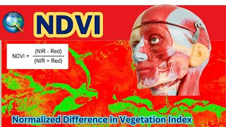 Normalized Difference in Vegetation Index NDVI in ArcGIS [upl. by Yanrahs534]