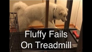 Fluffy Dog Fails on Treadmill [upl. by Misak]